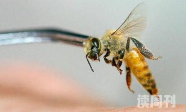 蜜蜂什么情况下会蜇人（被蜜蜂蛰了怎么处理）(4)