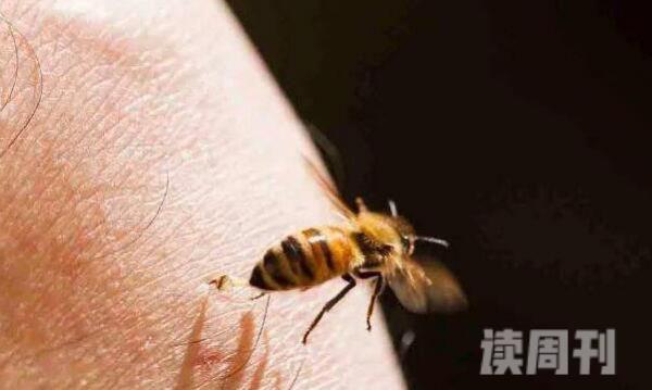 为何蜜蜂蛰人后就死掉（因为毒针和内脏是相连）(2)