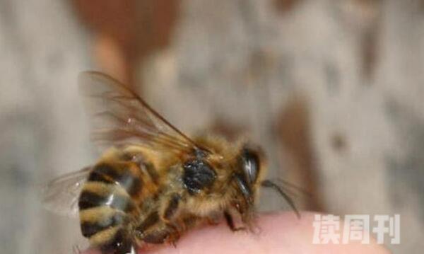为何蜜蜂蛰人后就死掉（因为毒针和内脏是相连）(3)