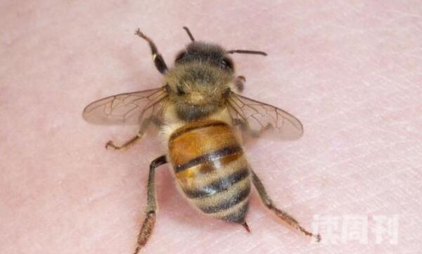 为何蜜蜂蛰人后就死掉（因为毒针和内脏是相连）(4)
