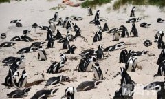 63只企鹅离奇死亡（海角蜜蜂杀伤力有多大）