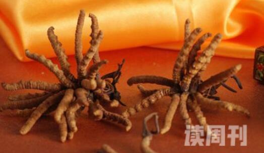 日本不明生物攀爬大楼图片（可能是大型剧毒猎头蟹）(3)