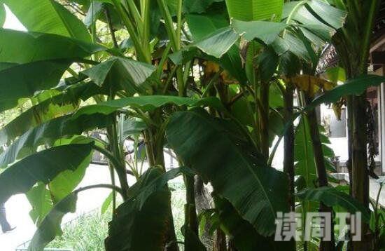 门口的芭蕉树为什么邪门（芭蕉树容易成精）(1)