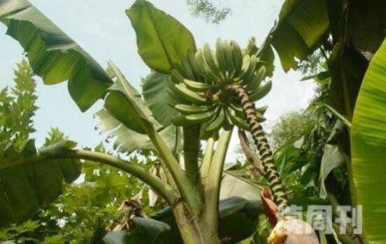 门口的芭蕉树为什么邪门（芭蕉树容易成精）(2)