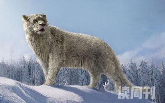 残暴狮冰河时代生存最大猫科动物之一