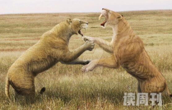 残暴狮冰河时代生存最大猫科动物之一(2)