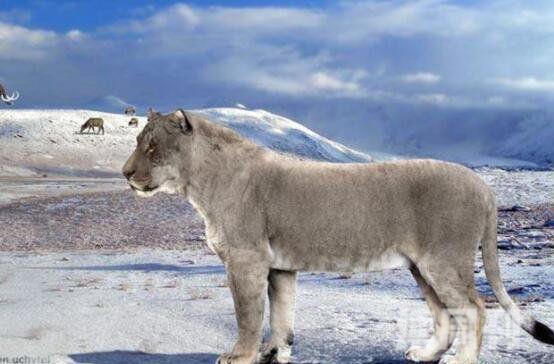 残暴狮冰河时代生存最大猫科动物之一(3)