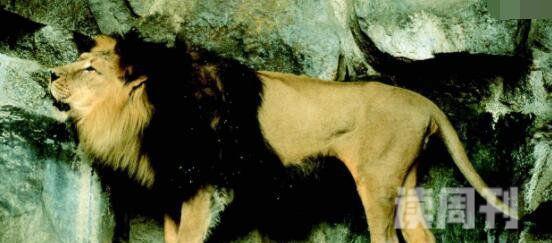 残暴狮冰河时代生存最大猫科动物之一(4)