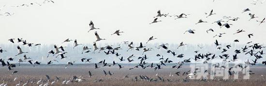 鸟类迁徙为什么不会迷路(2)