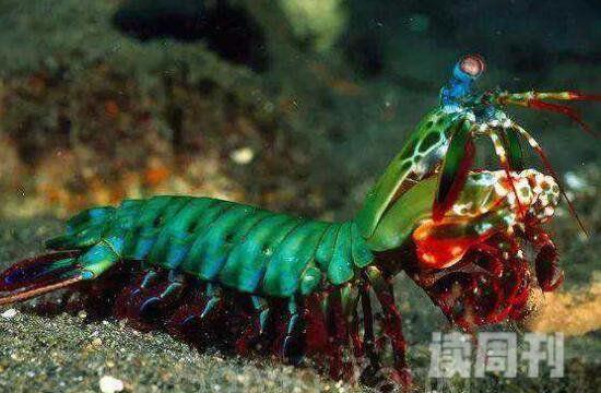 雀尾螳螂虾称之为性情狂暴的海洋甲壳类动物(1)