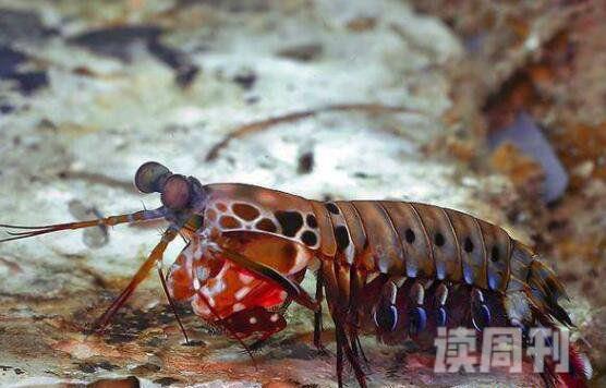 雀尾螳螂虾称之为性情狂暴的海洋甲壳类动物(2)