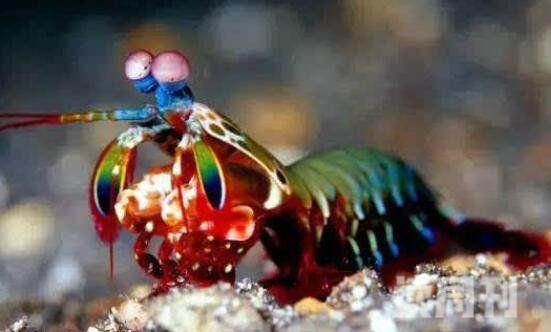 雀尾螳螂虾称之为性情狂暴的海洋甲壳类动物(3)