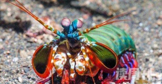 雀尾螳螂虾称之为性情狂暴的海洋甲壳类动物(4)