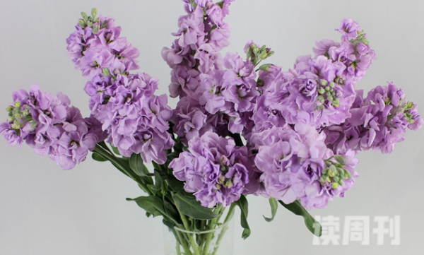 紫罗兰真正的花语（紫罗兰代表着永久的爱和美丽）(3)