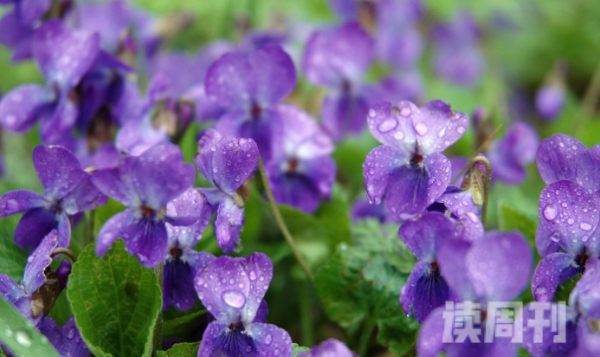 紫罗兰冬天养殖方法（将其生长环境的温度保持在15℃左右）(2)