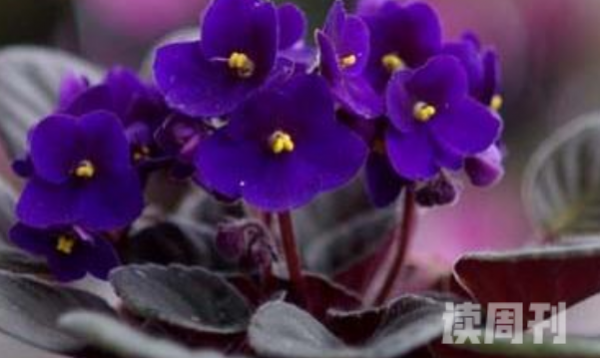 紫罗兰冬天养殖方法（将其生长环境的温度保持在15℃左右）(3)