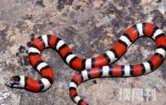 牛奶蛇有毒吗无毒可饲养的宠物蛇-体色黑白红相交(1)