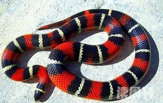 牛奶蛇有毒吗无毒可饲养的宠物蛇-体色黑白红相交(2)