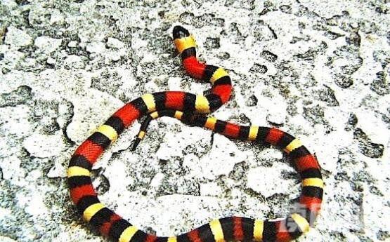 牛奶蛇有毒吗无毒可饲养的宠物蛇-体色黑白红相交(3)