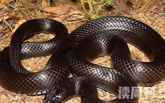 牛奶蛇有毒吗无毒可饲养的宠物蛇-体色黑白红相交(4)