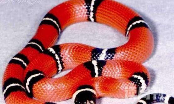 牛奶蛇有毒吗无毒可饲养的宠物蛇-体色黑白红相交(5)