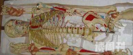 人体骨骼大揭秘分布206块骨头手脚骨头占一半以上