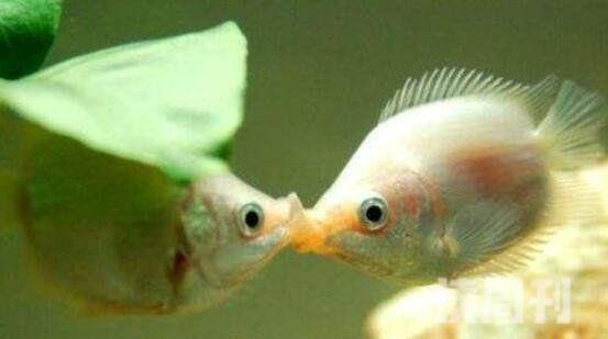 揭秘接吻鱼接吻真相实则为打斗来争夺地盘相煎何太急(1)