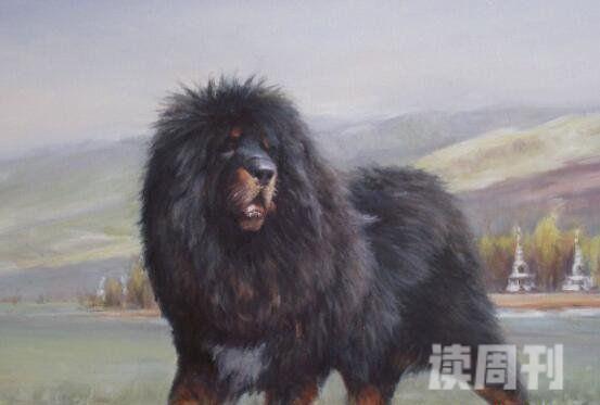 寿命最长的狗中国神犬藏獒可活20年之久