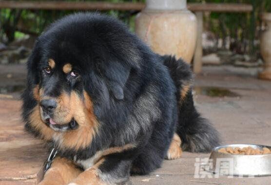 世界上最贵的狗一只纯种红色藏獒卖出190万美元