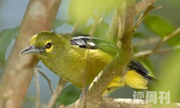大绿雀鹎特征（雄鸟的眼部、脸颊、耳部的羽毛是酪黄色或者亮金黄色）(1)