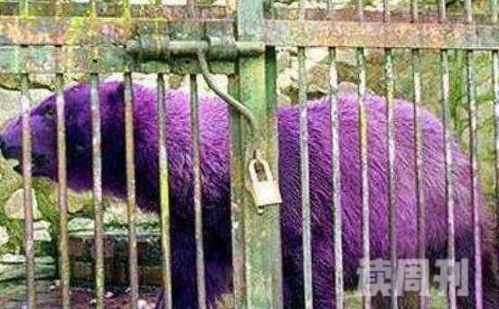盘点5种奇特紫色动物不但美丽还能伪装神奇