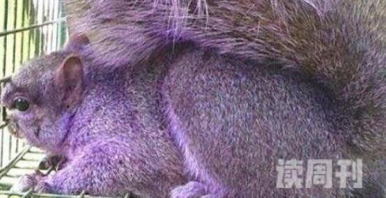 盘点5种奇特紫色动物不但美丽还能伪装神奇(2)