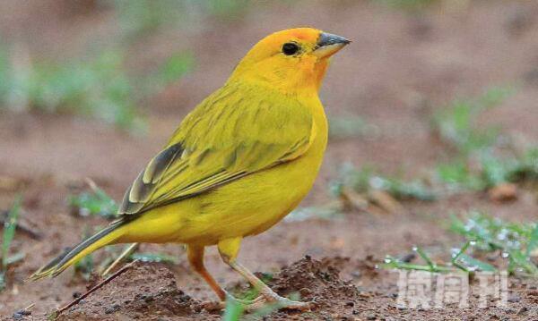 大绿雀鹎特征（雄鸟的眼部、脸颊、耳部的羽毛是酪黄色或者亮金黄色）(3)