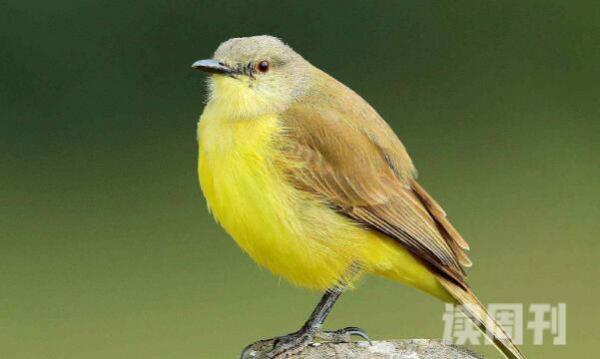 大绿雀鹎特征（雄鸟的眼部、脸颊、耳部的羽毛是酪黄色或者亮金黄色）(4)