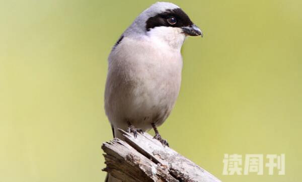 黑额伯劳特征（雄鸟的头顶到尾巴上面的羽毛是暗褐灰色）(4)