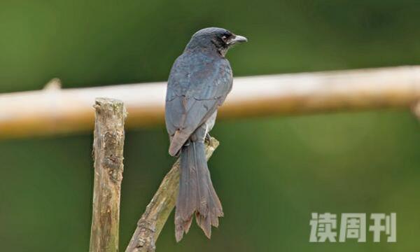 黑卷尾特征（上体、胸部和尾部的羽毛有辉蓝色的光泽）(1)