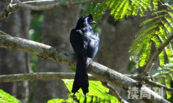 黑卷尾特征（上体、胸部和尾部的羽毛有辉蓝色的光泽）(4)