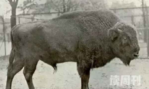 世界上被人类吃灭绝的动物（犀牛是中国独有的一种生物）(2)