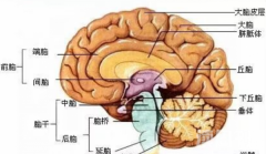 大脑与脊髓之间的联系（大脑发出指令到脊髓再由脊髓下达指令到我们身体）