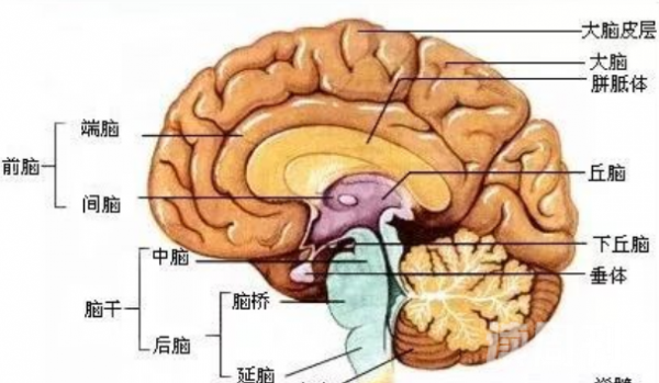 大脑与脊髓之间的联系（大脑发出指令到脊髓再由脊髓下达指令到我们身体）(1)