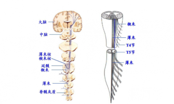 大脑与脊髓之间的联系（大脑发出指令到脊髓再由脊髓下达指令到我们身体）(2)