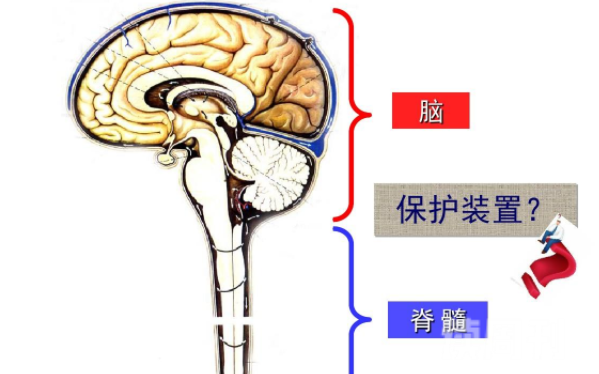 大脑与脊髓之间的联系（大脑发出指令到脊髓再由脊髓下达指令到我们身体）(3)