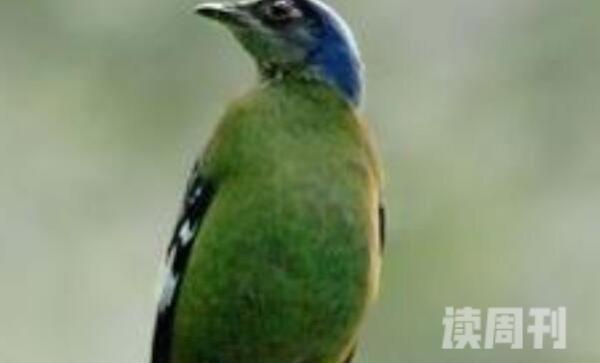 绿宽嘴鸲有一些什么特征（雌鸟的头顶和颈部是淡钴蓝色）(1)