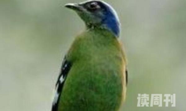 绿宽嘴鸲有一些什么特征（雌鸟的头顶和颈部是淡钴蓝色）(2)