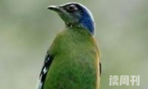 绿宽嘴鸲有一些什么特征（雌鸟的头顶和颈部是淡钴蓝色）(3)