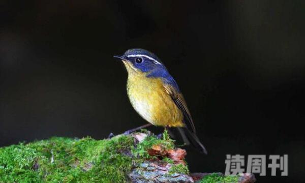 台湾林鸲生活习性（雄鸟会发出尖锐急促的哨音）(1)