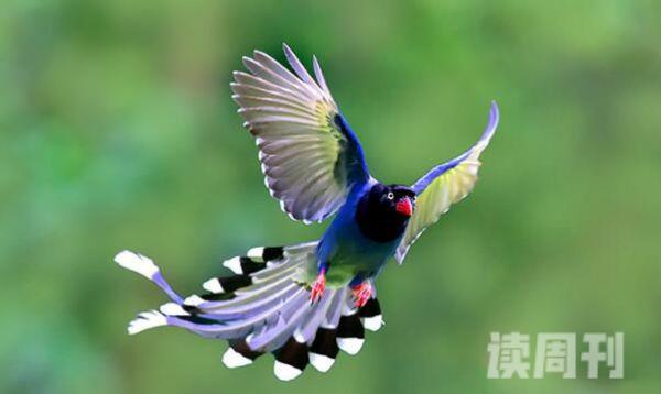 台湾蓝鹊有一些什么特征（尾部的羽毛很长，呈现蓝色）(1)