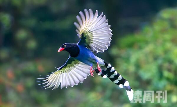台湾蓝鹊有一些什么特征（尾部的羽毛很长，呈现蓝色）(2)