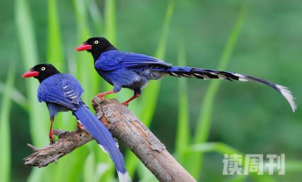 台湾蓝鹊有一些什么特征（尾部的羽毛很长，呈现蓝色）(3)