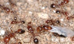 红火蚁最怕什么生物（食蚁兽每天吃3万只的蚂蚁或白蚁）